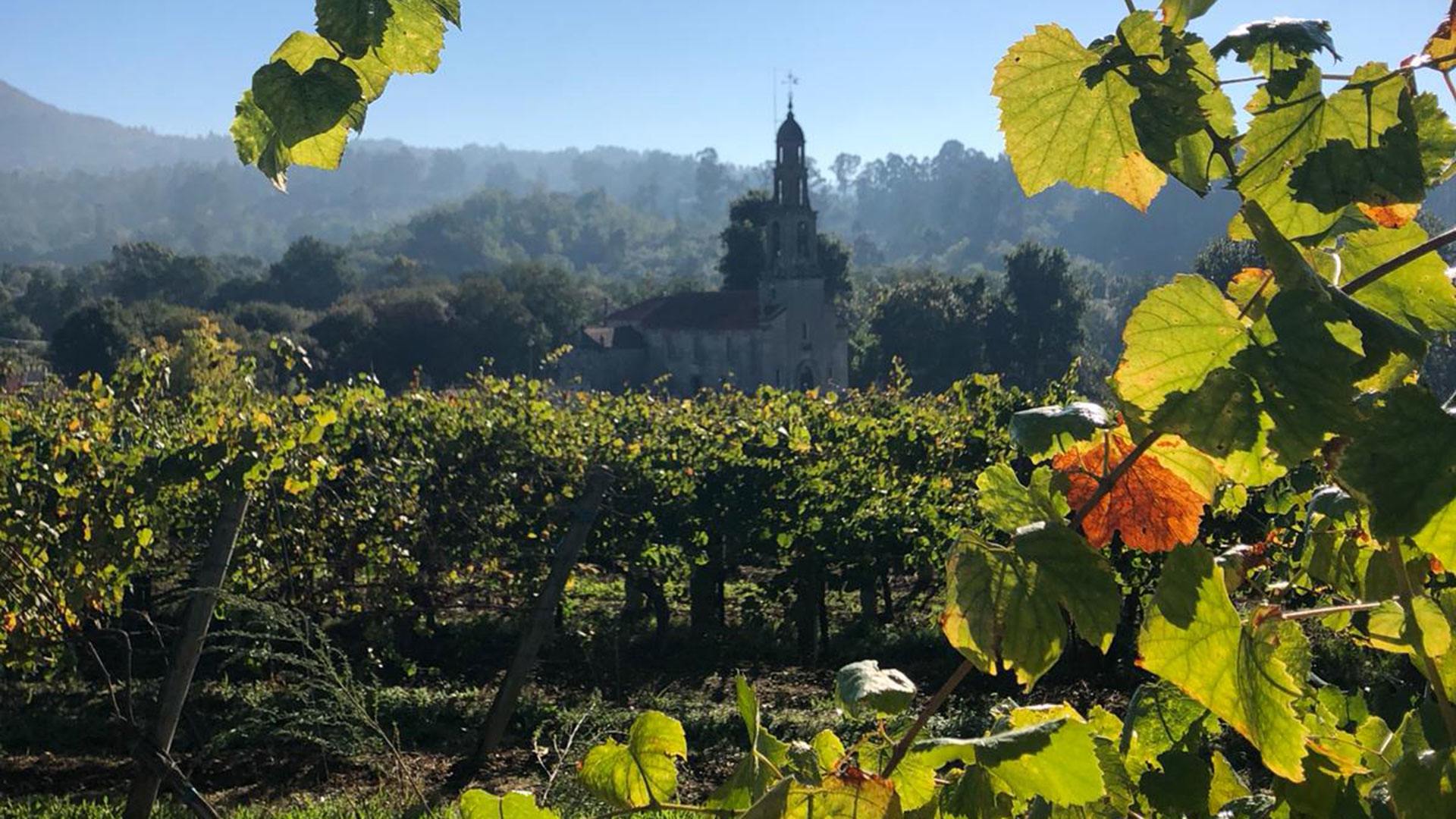 Visit to Galicia Vineyard - Pazo la Maza Albariño