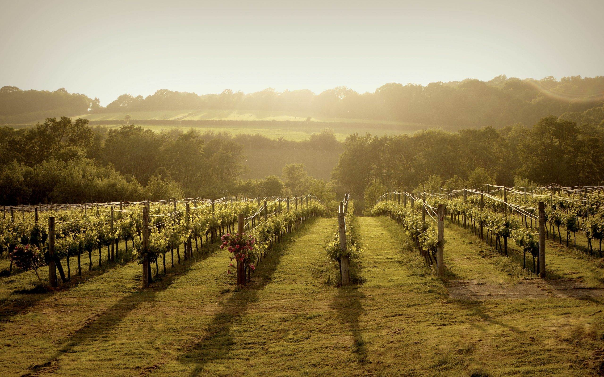 Bluebell Vineyards
